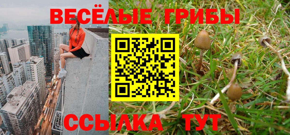 Красноармейск  Галлюциногенные грибы Cubensis  Вход с VPN 